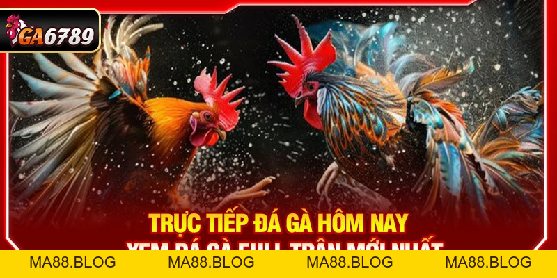 Trực Tiếp Đá Gà Hôm Nay - Xem Đá Gà Full Trận Mới Nhất Trực Tiếp Đá Gà Hôm Nay - Xem Đá Gà Full Trận Mới Nhất