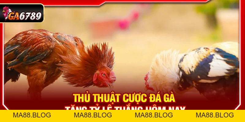 Tin Tức Tin Tức