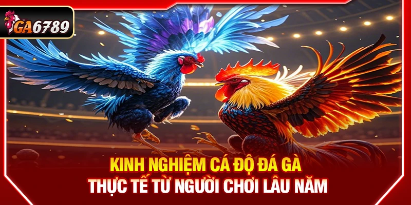 Kinh Nghiệm Cá Độ Đá Gà Thực Tế Từ Người Chơi Lâu Năm Kinh Nghiệm Cá Độ Đá Gà Thực Tế Từ Người Chơi Lâu Năm