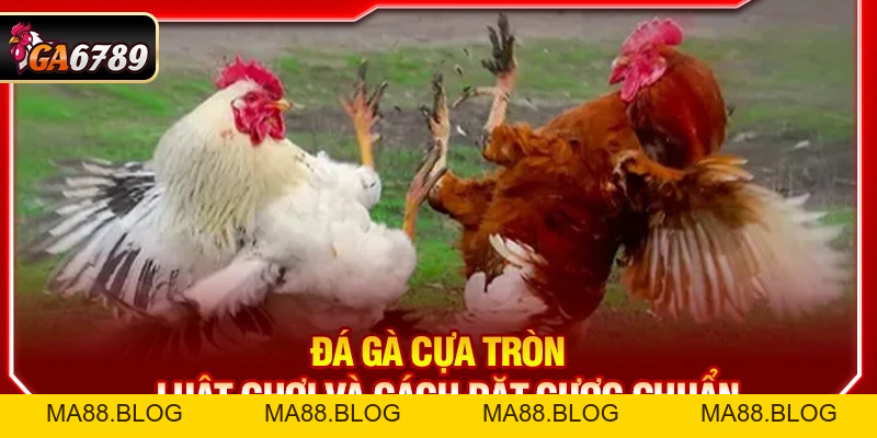 Tin Tức Tin Tức