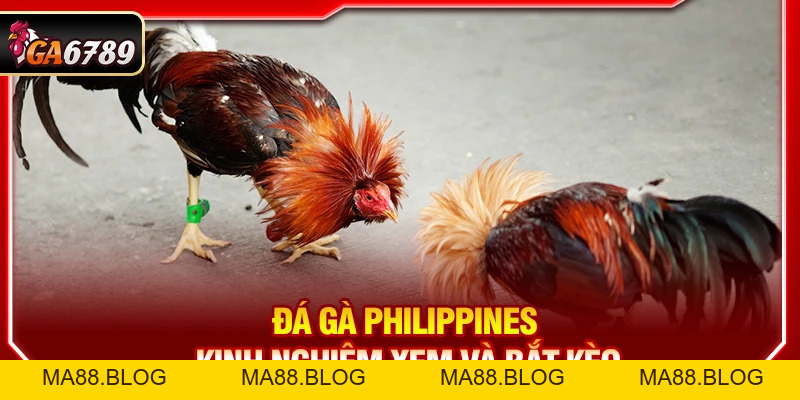Đá Gà Philippines - Kinh Nghiệm Xem Và Bắt Kèo Tại Ga6789 Đá Gà Philippines - Kinh Nghiệm Xem Và Bắt Kèo Tại Ga6789