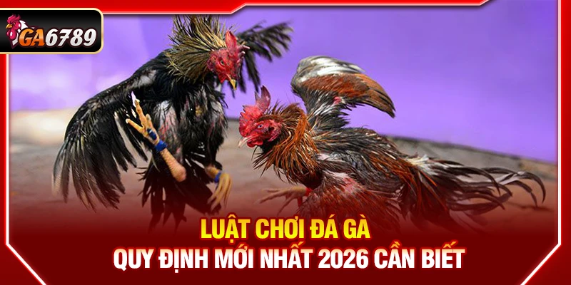 Luật Chơi Đá Gà - Quy Định Mới Nhất 2026 Cần Biết Luật Chơi Đá Gà - Quy Định Mới Nhất 2026 Cần Biết