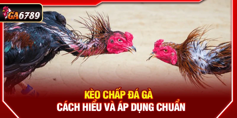 Kèo Chấp Đá Gà - Cách Hiểu Và Áp Dụng Chuẩn Tại Ga6789 Kèo Chấp Đá Gà - Cách Hiểu Và Áp Dụng Chuẩn Tại Ga6789
