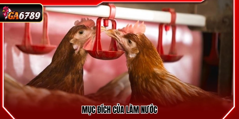 Cách Làm Nước Cho Gà Chọi - Tăng Độ Lì Và Sức Chiến Đấu Cách Làm Nước Cho Gà Chọi - Tăng Độ Lì Và Sức Chiến Đấu
