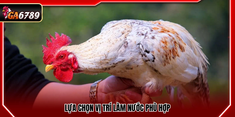 Cách Làm Nước Cho Gà Chọi - Tăng Độ Lì Và Sức Chiến Đấu Cách Làm Nước Cho Gà Chọi - Tăng Độ Lì Và Sức Chiến Đấu