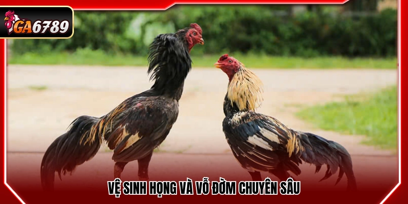 Cách Làm Nước Cho Gà Chọi - Tăng Độ Lì Và Sức Chiến Đấu Cách Làm Nước Cho Gà Chọi - Tăng Độ Lì Và Sức Chiến Đấu