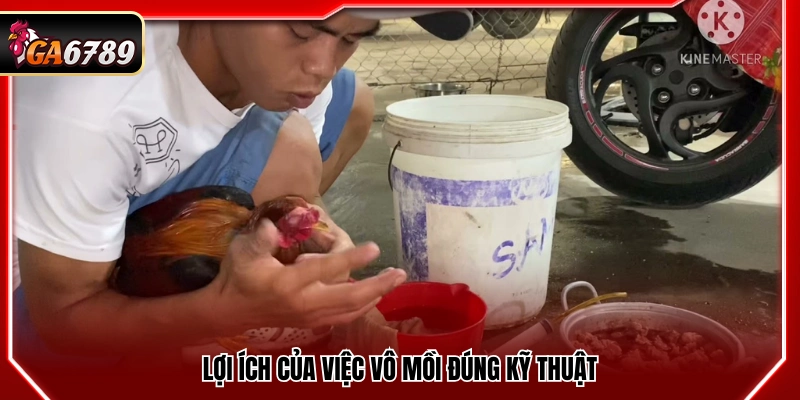 Cách Vô Mồi Cho Gà Đá Giúp Gà Sung Sức Trước Trận Cách Vô Mồi Cho Gà Đá Giúp Gà Sung Sức Trước Trận