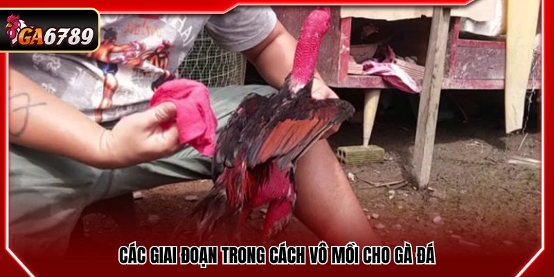 Cách Vô Mồi Cho Gà Đá Giúp Gà Sung Sức Trước Trận Cách Vô Mồi Cho Gà Đá Giúp Gà Sung Sức Trước Trận