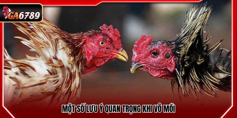 Cách Vô Mồi Cho Gà Đá Giúp Gà Sung Sức Trước Trận Cách Vô Mồi Cho Gà Đá Giúp Gà Sung Sức Trước Trận