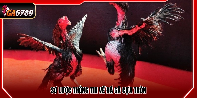 Đá Gà Cựa Tròn Ga6789 - Luật Chơi Và Cách Đặt Cược Chuẩn Đá Gà Cựa Tròn Ga6789 - Luật Chơi Và Cách Đặt Cược Chuẩn