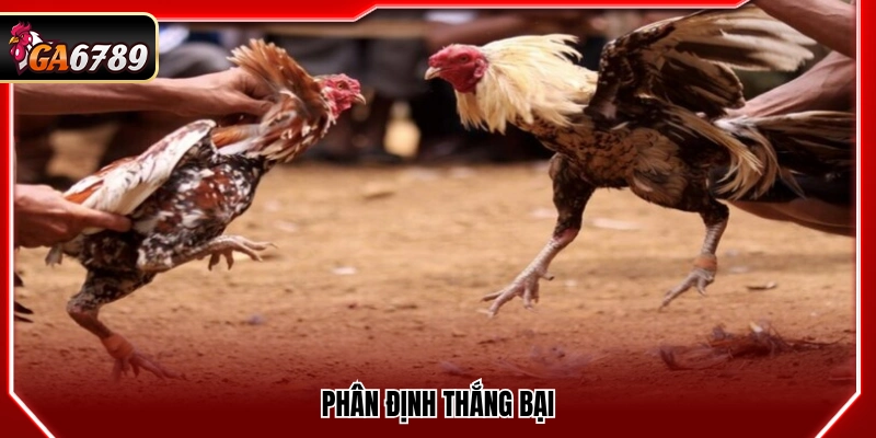 Đá Gà Cựa Tròn Ga6789 - Luật Chơi Và Cách Đặt Cược Chuẩn Đá Gà Cựa Tròn Ga6789 - Luật Chơi Và Cách Đặt Cược Chuẩn