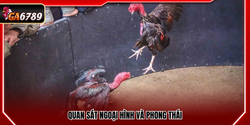 Đá Gà Cựa Tròn Ga6789 - Luật Chơi Và Cách Đặt Cược Chuẩn Đá Gà Cựa Tròn Ga6789 - Luật Chơi Và Cách Đặt Cược Chuẩn