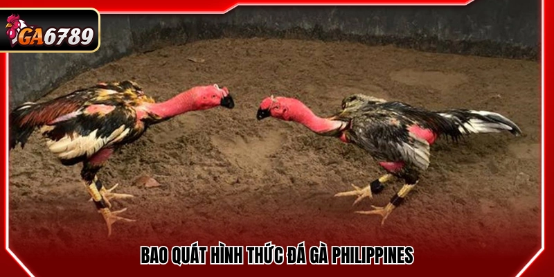 Đá Gà Philippines - Kinh Nghiệm Xem Và Bắt Kèo Tại Ga6789 Đá Gà Philippines - Kinh Nghiệm Xem Và Bắt Kèo Tại Ga6789