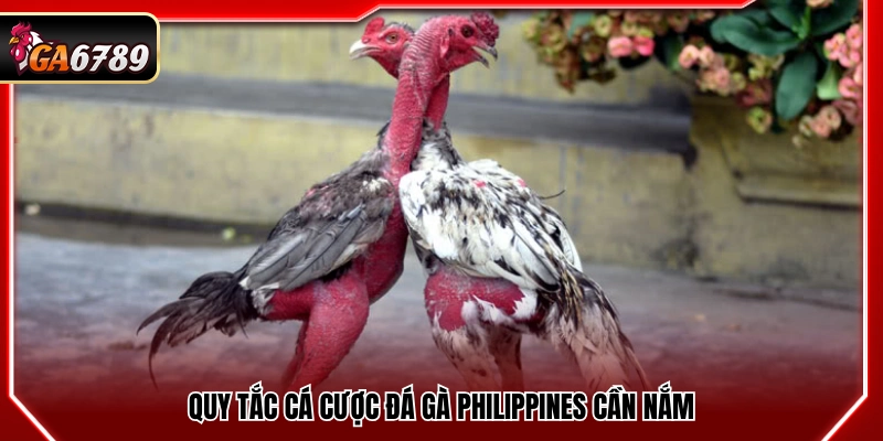 Đá Gà Philippines - Kinh Nghiệm Xem Và Bắt Kèo Tại Ga6789 Đá Gà Philippines - Kinh Nghiệm Xem Và Bắt Kèo Tại Ga6789