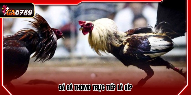 Đá Gà Thomo Trực Tiếp - Cập Nhật Trận Đấu Mới Nhất Tại Ga6789
