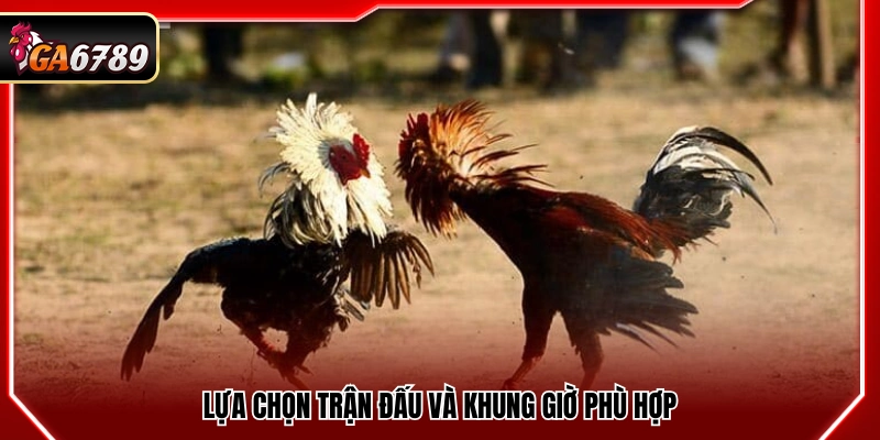 Đá Gà Thomo Trực Tiếp - Cập Nhật Trận Đấu Mới Nhất Tại Ga6789