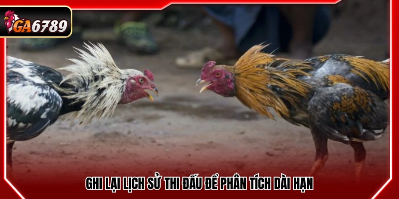 Đá Gà Thomo Trực Tiếp - Cập Nhật Trận Đấu Mới Nhất Tại Ga6789