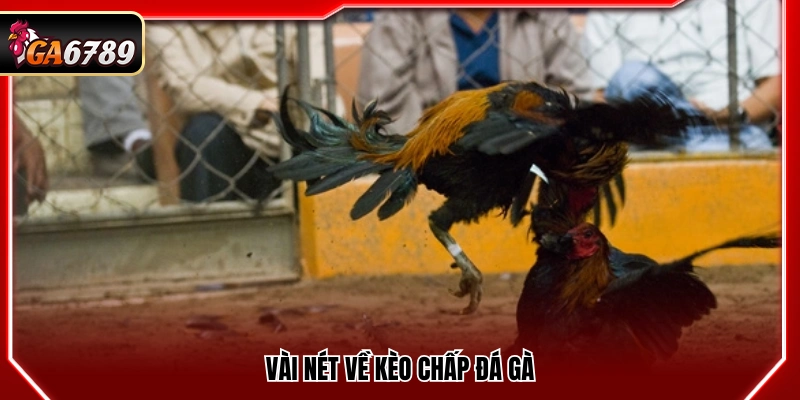Kèo Chấp Đá Gà - Cách Hiểu Và Áp Dụng Chuẩn Tại Ga6789 Kèo Chấp Đá Gà - Cách Hiểu Và Áp Dụng Chuẩn Tại Ga6789
