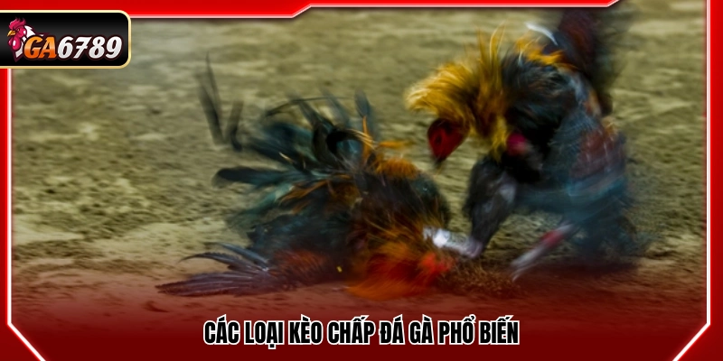Kèo Chấp Đá Gà - Cách Hiểu Và Áp Dụng Chuẩn Tại Ga6789 Kèo Chấp Đá Gà - Cách Hiểu Và Áp Dụng Chuẩn Tại Ga6789