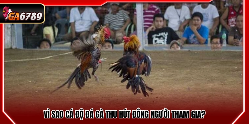 Kinh Nghiệm Cá Độ Đá Gà Thực Tế Từ Người Chơi Lâu Năm Kinh Nghiệm Cá Độ Đá Gà Thực Tế Từ Người Chơi Lâu Năm