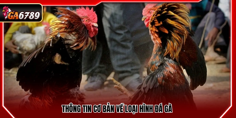 Luật Chơi Đá Gà - Quy Định Mới Nhất 2026 Cần Biết Luật Chơi Đá Gà - Quy Định Mới Nhất 2026 Cần Biết