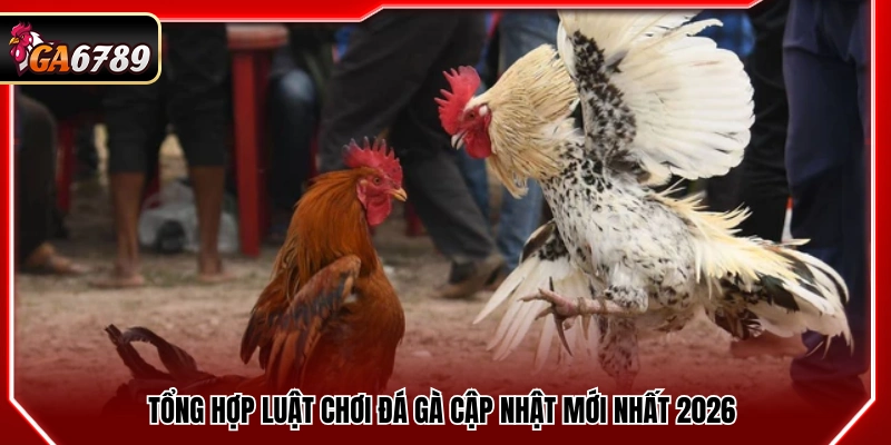 Luật Chơi Đá Gà - Quy Định Mới Nhất 2026 Cần Biết Luật Chơi Đá Gà - Quy Định Mới Nhất 2026 Cần Biết