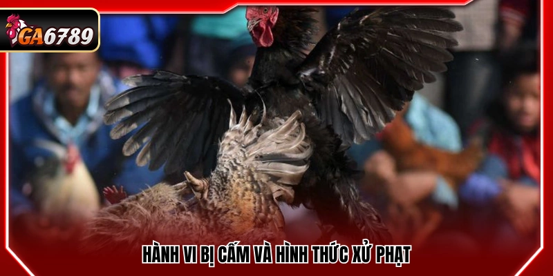 Luật Chơi Đá Gà - Quy Định Mới Nhất 2026 Cần Biết Luật Chơi Đá Gà - Quy Định Mới Nhất 2026 Cần Biết