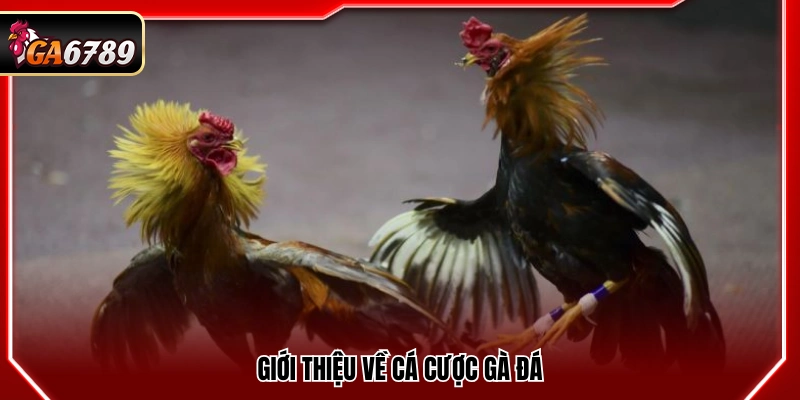 Mẹo Cá Cược Gà Đá - Kinh Nghiệm Bắt Kèo Chuẩn Xác Tại Ga6789