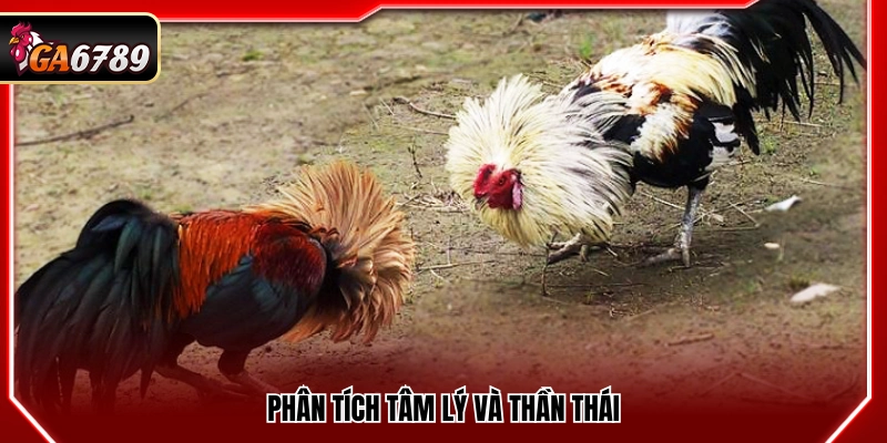 Mẹo Đá Gà Cửa Dao- Bí Quyết Theo Kèo An Toàn Tại Ga6789