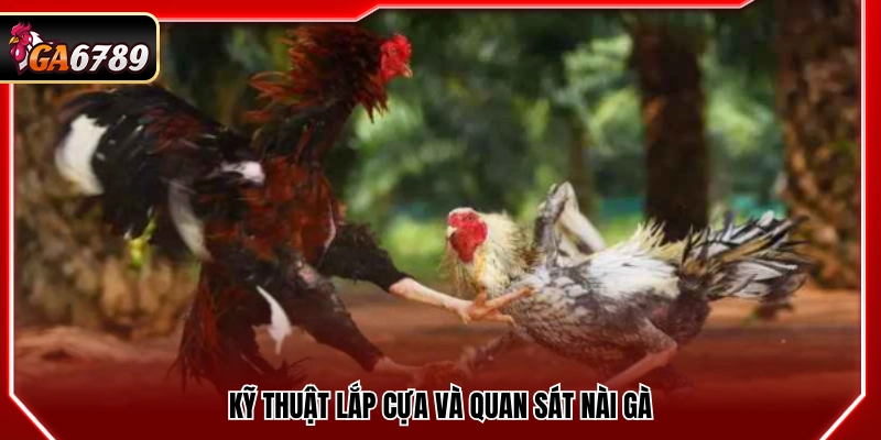 Mẹo Đá Gà Cửa Sắt Hiệu Quả Giúp Tăng Tỷ Lệ Thắng Tại Ga6789