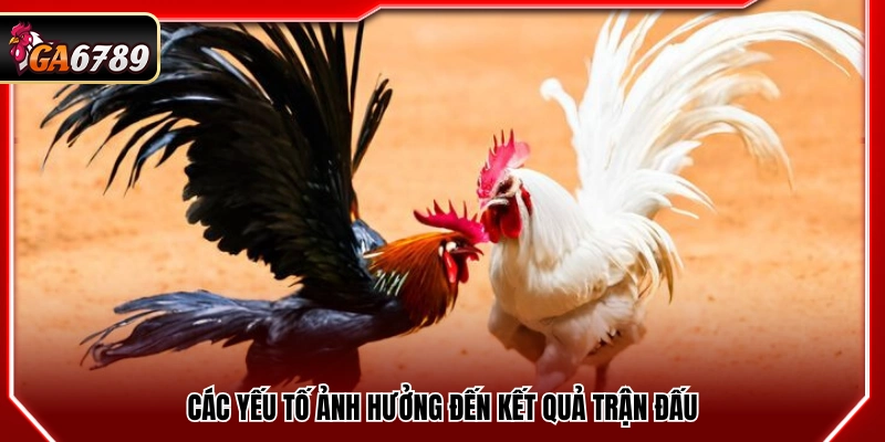 Thủ Thuật Cược Đá Gà Tại Ga6789 Tăng Tỷ Lệ Thắng Hôm Nay