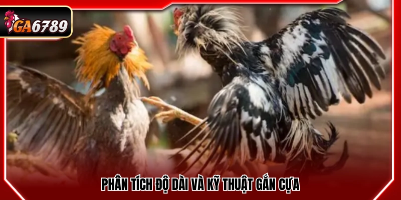 Thủ Thuật Cược Đá Gà Tại Ga6789 Tăng Tỷ Lệ Thắng Hôm Nay