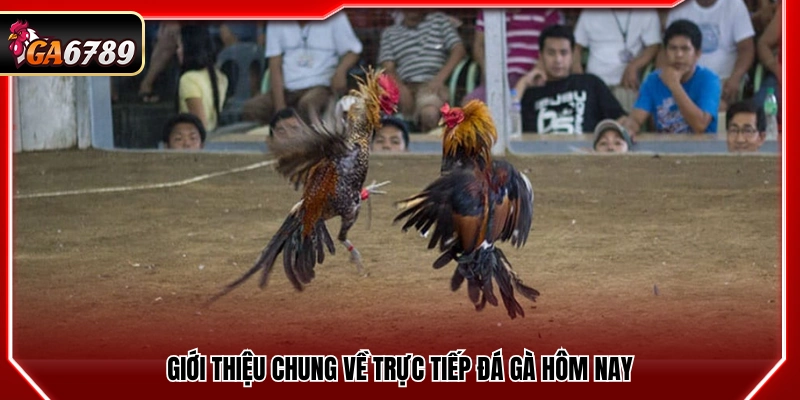 Trực Tiếp Đá Gà Hôm Nay - Xem Đá Gà Full Trận Mới Nhất Trực Tiếp Đá Gà Hôm Nay - Xem Đá Gà Full Trận Mới Nhất