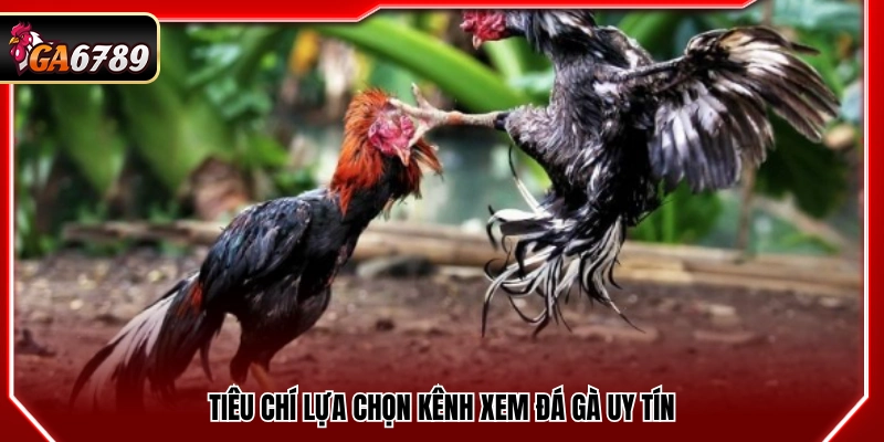 Trực Tiếp Đá Gà Hôm Nay - Xem Đá Gà Full Trận Mới Nhất Trực Tiếp Đá Gà Hôm Nay - Xem Đá Gà Full Trận Mới Nhất